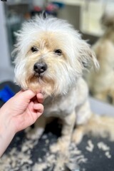 grooming salon . process of grooming a mixed breed dog of wheaten color
