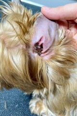 Human hand holding and inspecting the inner ear of a Yorkshire Terrier, focusing on hygiene, grooming, or pet ear infection concept