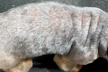Yorkshire Terrier with Itchy, Irritated Skin. high-resolution image of a Yorkie suffering from a skin condition, showing visible crusting and inflammation. Perfect for illustrating topics on pet care