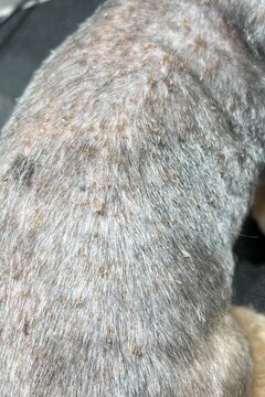 Dog Skin Condition: Allergic Dermatitis in a Yorkshire Terrier. small dog&rsquo;s back displaying signs of skin disease, including redness and flaky patches. Useful for articles, blogs, and informational 