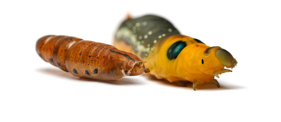 Cocoon and Caterpillar on white background