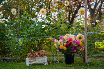 Bucket full of freshly cut dahlia blooms. Lifted and washed dahlia tubers drying in afternoon...
