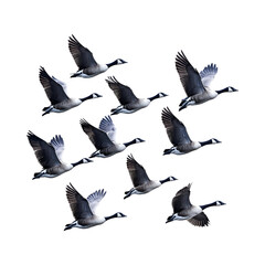 Obraz premium A Flock of Geese Flying in Formation Isolated on Transparent Background