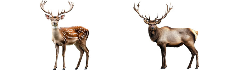 Fototapeta premium deer set on white background two antlers animals wildlife