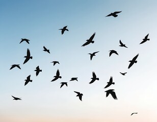 Fototapeta premium Flock of Birds in Flight at Sunset