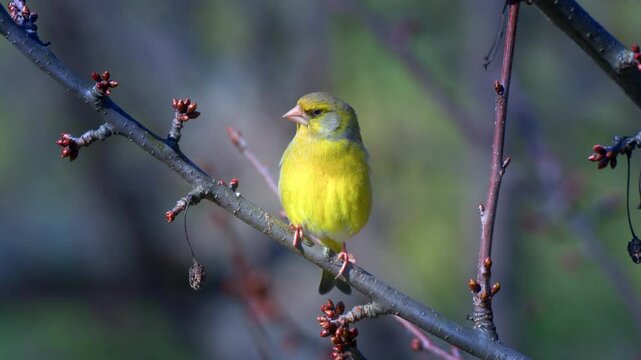 European greenfinch. The European greenfinch or simply the greenfinch, Chloris chloris, is a small passerine bird.