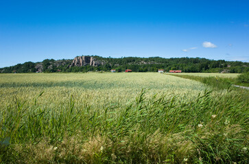 A tranquil rural landscape of Southwest Sweden with green golden fields of grain swaying in the...