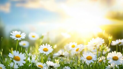 Spring meadow landscape with blooming white daisies under bright sunlight, golden sun rays shining through fluffy clouds over green grass field. High-resolution banner with clean copy space area for t