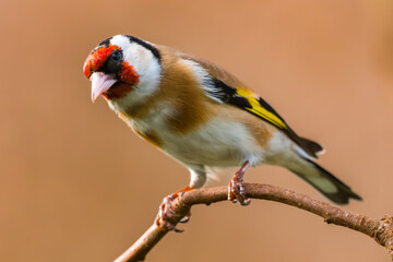 European goldfinch close up. European goldfinch or simply the goldfinch, Carduelis carduelis, is a small passerine bird.