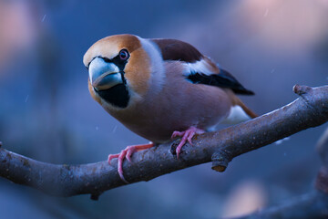 Hawfinch. Coccothraustes coccothraustes. Perched hawfinch isolated close up.