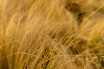 Golden grass swaying gently in the breeze during a warm summer afternoon in a rural landscape