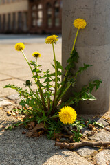 Bright yellow dandelions thrive beside a concrete pole in an urban setting during midday