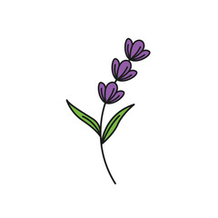 Obraz premium lavender flower vector element design template