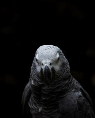 African grey parrot