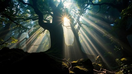 Fototapeta premium Enchanted Forest with Sun Rays Through Majestic Ancient Trees