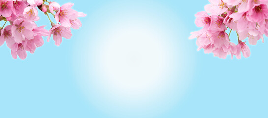 Fototapeta premium 春の背景 桜の花 