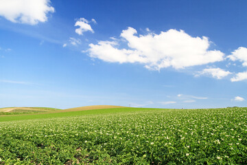 Vibrant Countryside Landscape Under a Clear Blue Sky in Summer, Biei, Hokkaido, Japan