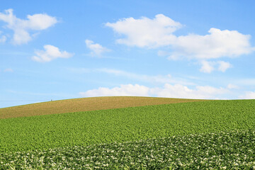 Gentle Breeze Over Biei's Rolling Hills, Patchwork Road, Hokkaido, Japan