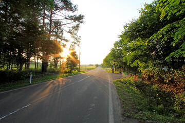 Fototapeta premium A Tranquil Country Road Bathed in Warm Evening Light