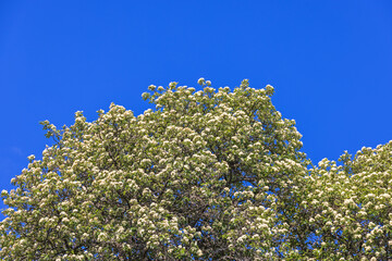 Flowering Swedish whitebeam tree at a clear blue sky