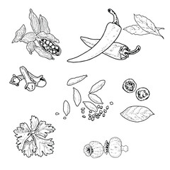 Spices and seasonings vector set/ An illustration of the ingredient herb, garlic, and spice used for cooking.