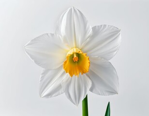 Obraz premium Single White Daffodil Flower