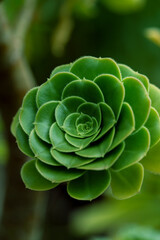 Succulent