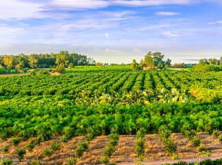 Fototapeta premium spring season green landscape of green garden field and meadow in a hill countryside with young trees and beautiful sunset sky on background