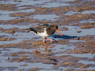  Banded Pied Oystercatcher On The Mud Flats