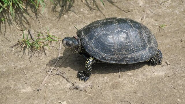 The pond turtle, Emys orbicularis, moves towards a body of water.
Pond turtles are predators. They prefer food of animal origin: insects, crustaceans, mollusks, tadpoles, frogs, fish.
