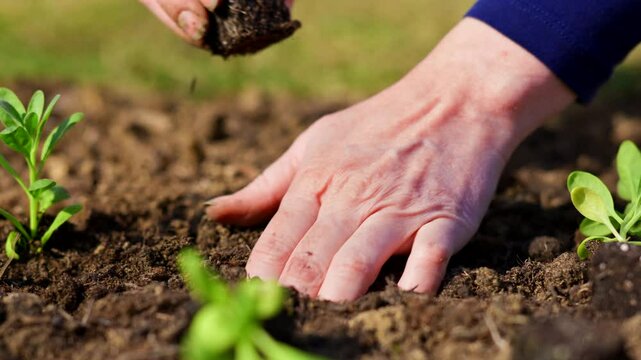 Woman planting young matthiola flower seedlings in soil blocks. Landscaping garden. Hands planting close up slow motion.