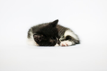 A black and white kitten sleeping against white background.