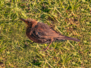 Turdus Merula Common Blackbird Female