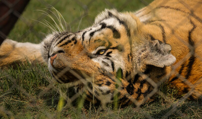 Tiger peacefully laying on the grass , wild animal 