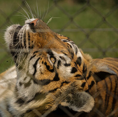 Obraz premium Tiger peacefully laying on the grass , wild animal 