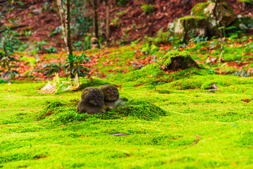 秋の京都　三千院　わらべ地蔵