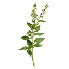 Naklejka premium Fresh Green Basil Plant with Tiny White Flowers Isolated on Transparent Background