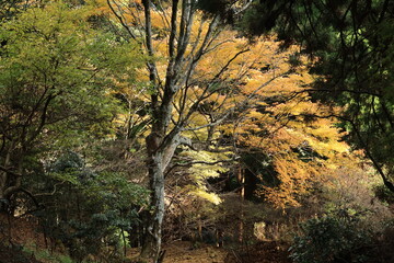 大山阿夫利神社・大山寺附近の紅葉の風景　神奈川県伊勢原市