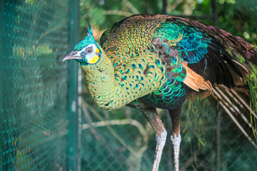 A stunning green peafowl with iridescent feathers shines under soft light. Its elegant plumage and...
