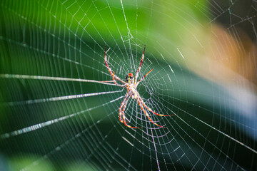 A striking spider sits in the center of its intricate web, glowing under the sunlight. This detailed macro shot highlights the beauty of nature’s tiny predator and its silk trap