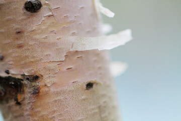 Close-Up of Peeling Bark on a Birch Tree, Biei, Hokkaido, Japan