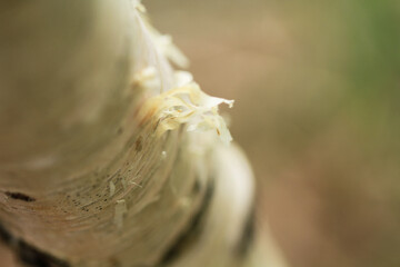 Close-Up of Peeling Bark on a Birch Tree, Biei, Hokkaido, Japan
