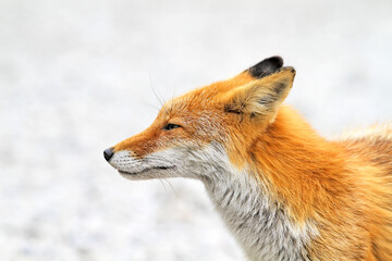 Close-Up Portrait of a Wild Red Fox in Nature, Hokkaido, Japan