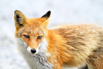 Close-Up Portrait of a Wild Red Fox in Nature, Hokkaido, Japan