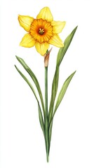 Bright yellow daffodil in    images