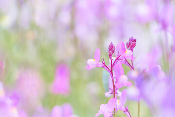 明るいピンク色のリナリアの花のアップ