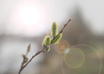 Blooming fluffy willow branches in spring close-up with soft focus on nature background in sunlight. 3