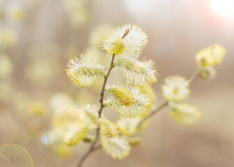 Blooming fluffy willow branches in spring close-up with soft focus on nature background in sunlight.