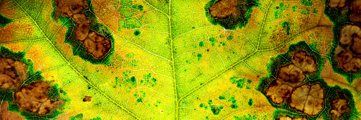 yellow autumn leaf close-up. Web banner