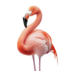 Obraz premium pink flamingo isolated on white